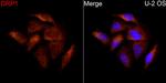 DNM1L Antibody in Immunocytochemistry (ICC/IF)