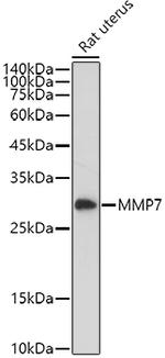 MMP7 Antibody in Western Blot (WB)