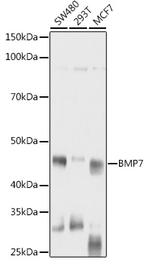 BMP-7 Antibody in Western Blot (WB)