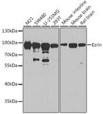 Ezrin Antibody in Western Blot (WB)