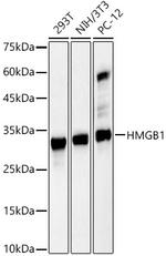 HMGB1 Antibody in Western Blot (WB)