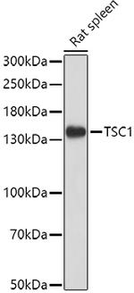 TSC1 Antibody in Western Blot (WB)