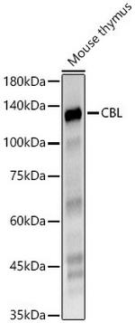 c-Cbl Antibody in Western Blot (WB)