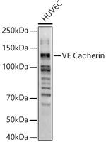 VE-cadherin Antibody in Western Blot (WB)