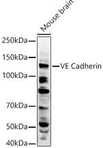 VE-cadherin Antibody in Western Blot (WB)