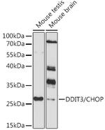 CHOP Antibody in Western Blot (WB)