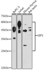 LEF1 Antibody in Western Blot (WB)