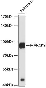 MARCKS Antibody in Western Blot (WB)