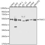 TRAF2 Antibody in Western Blot (WB)