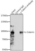 gamma Catenin Antibody in Immunoprecipitation (IP)