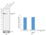 gamma Catenin Antibody in Western Blot (WB)