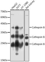 Cathepsin B Antibody in Western Blot (WB)