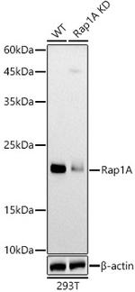 RAP1A Antibody in Western Blot (WB)