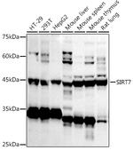 SIRT7 Antibody in Western Blot (WB)