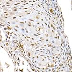 ID2 Antibody in Immunohistochemistry (Paraffin) (IHC (P))