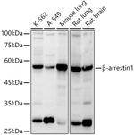 beta Arrestin 1 Antibody in Western Blot (WB)