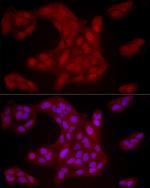 YAP1 Antibody in Immunocytochemistry (ICC/IF)