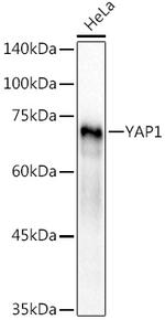 YAP1 Antibody in Western Blot (WB)