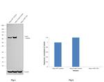 YAP1 Antibody in Western Blot (WB)