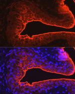 UPK3A Antibody in Immunohistochemistry (Paraffin) (IHC (P))