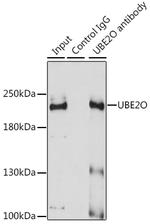 UBE2O Antibody in Immunoprecipitation (IP)