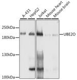 UBE2O Antibody in Western Blot (WB)