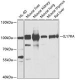 IL-17Ra Antibody in Western Blot (WB)