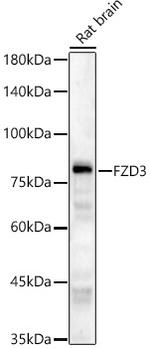 FZD3 Antibody in Western Blot (WB)