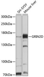 NMDAR2D Antibody in Western Blot (WB)