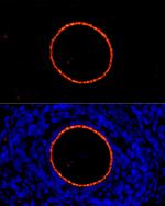 ZP2 Antibody in Immunocytochemistry (ICC/IF)