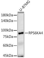 MSK2 Antibody in Western Blot (WB)