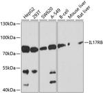 IL17RB Antibody in Western Blot (WB)