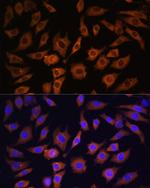 14-3-3 beta Antibody in Immunocytochemistry (ICC/IF)