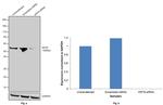 Cytokeratin 8 Antibody