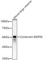 Cytokeratin 8 Antibody in Western Blot (WB)