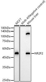 NR2F2 Antibody in Western Blot (WB)