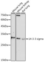 14-3-3 sigma Antibody in Western Blot (WB)