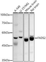 FADS2 Antibody in Western Blot (WB)