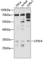 CPSF4 Antibody in Western Blot (WB)