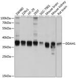 DDAH1 Antibody in Western Blot (WB)