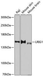 LRIG1 Antibody in Western Blot (WB)