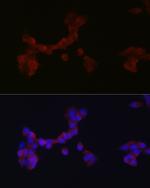 DAB1 Antibody in Immunocytochemistry (ICC/IF)