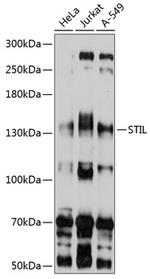 STIL Antibody in Western Blot (WB)