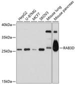 RAB3d Antibody in Western Blot (WB)