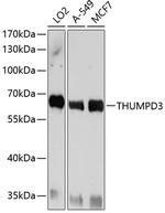 THUMPD3 Antibody in Western Blot (WB)