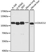 COLEC12 Antibody in Western Blot (WB)