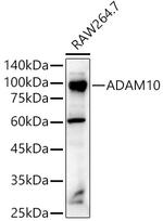 ADAM10 Antibody in Western Blot (WB)