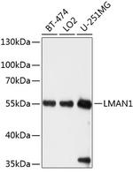 LMAN1 Antibody in Western Blot (WB)