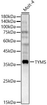 Thymidylate Synthase Antibody in Western Blot (WB)