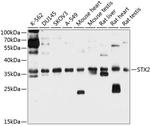 Syntaxin 2 Antibody in Western Blot (WB)